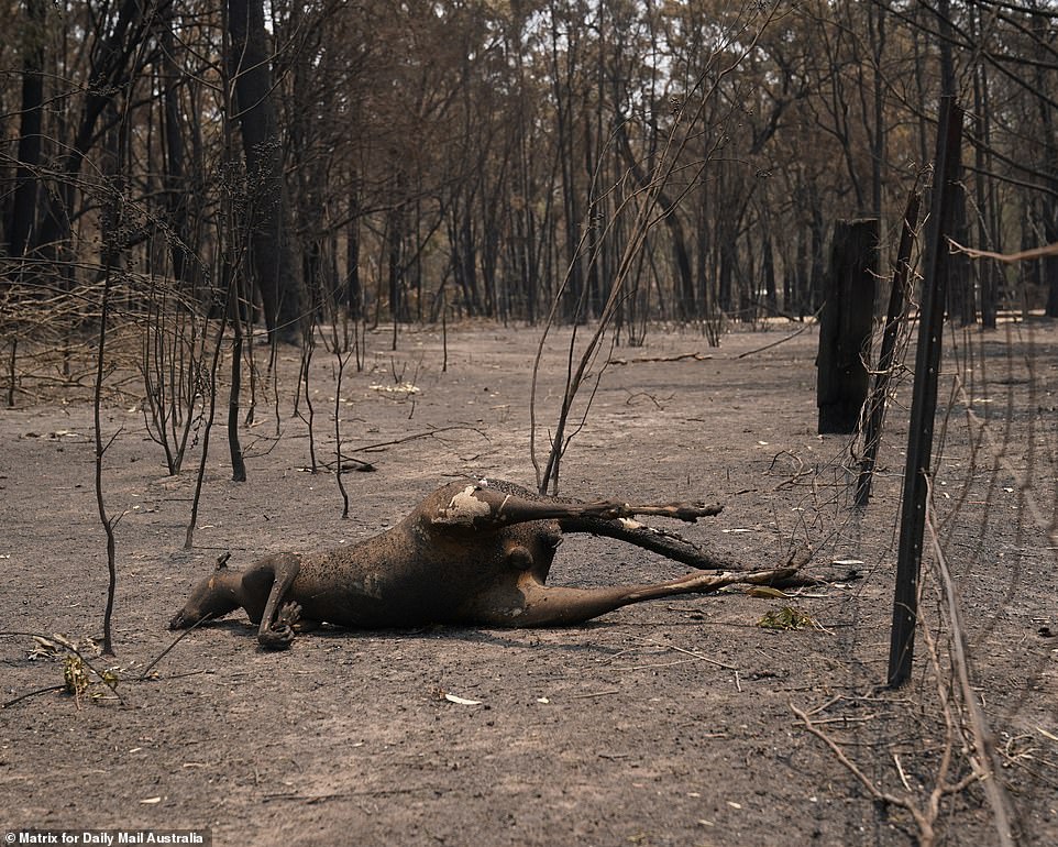 Incendio en Australia: ya murieron más de 480 millones de animales ...