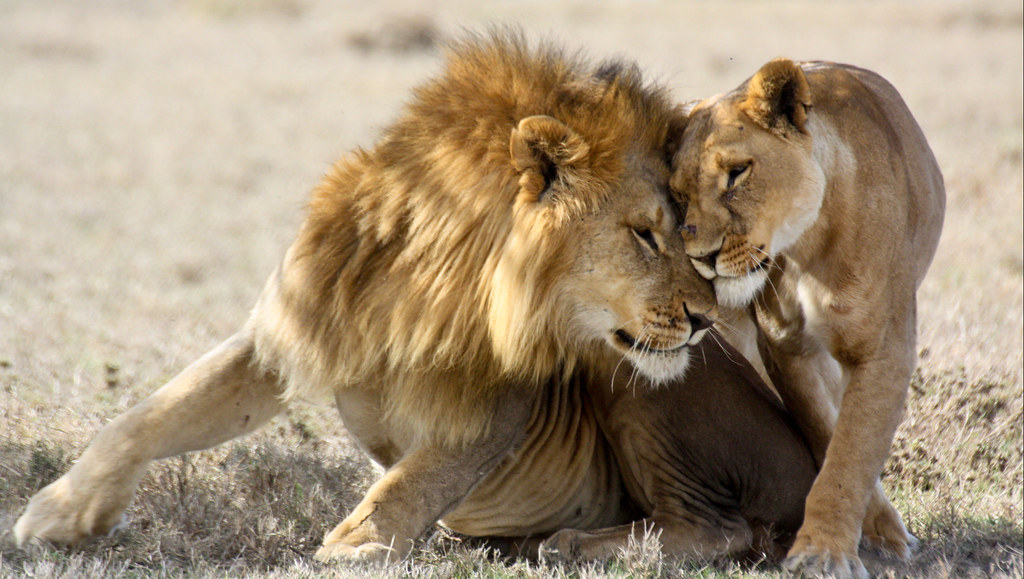 Día Internacional del León: Reyes de la selva - SOL 