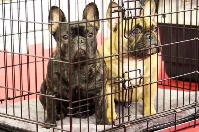 Nueva York Quiere Prohibir La Venta De Perros Y Gatos En Tiendas De ...