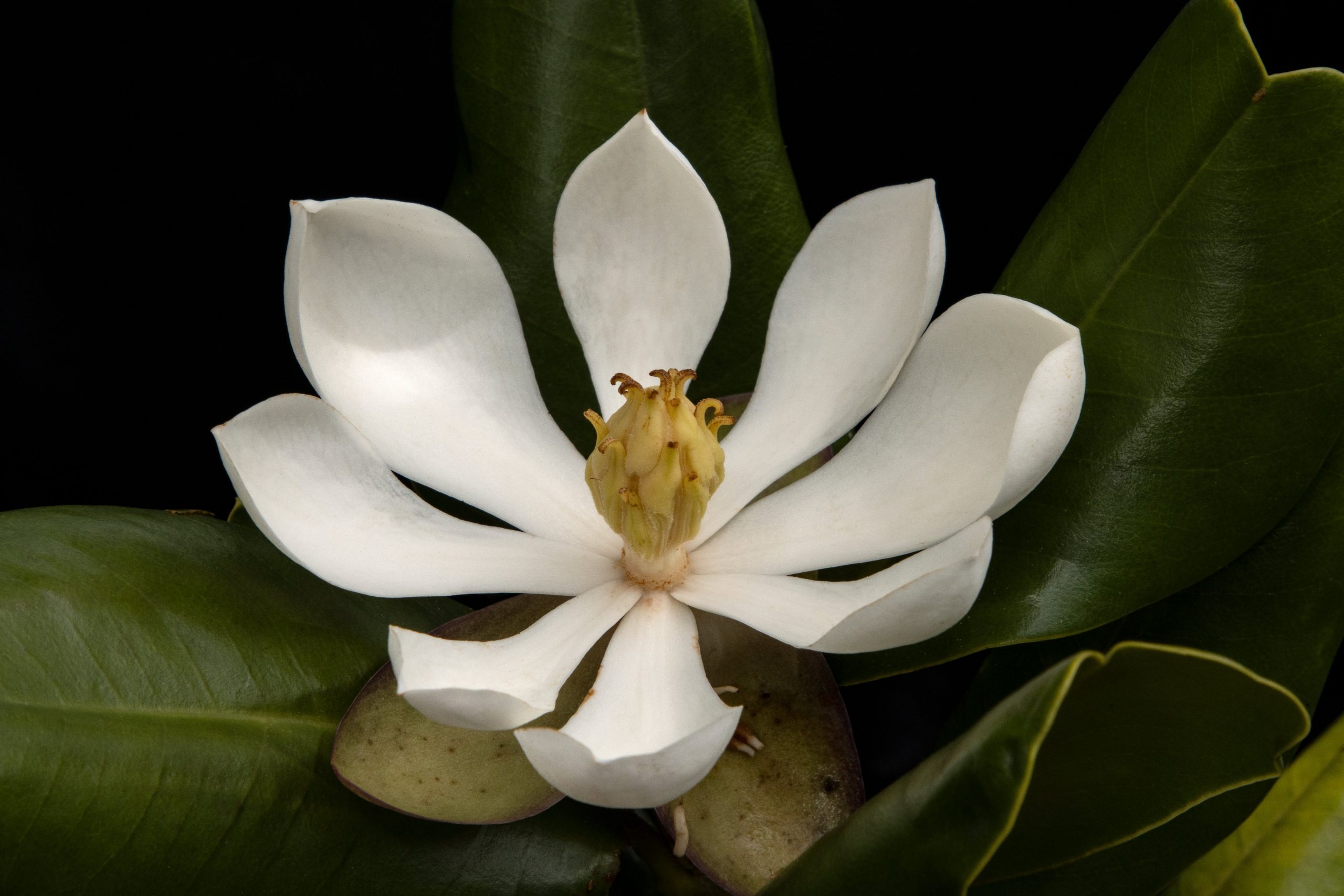 Redescubren una hermosa magnolia que se creía extinta - SOL 
