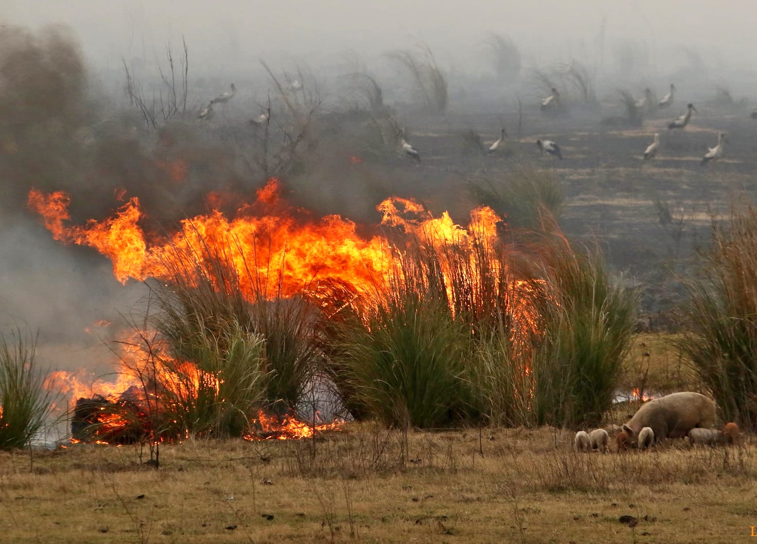 Reporte Oficial Por Los Incendios En Argentina Focos Activos En Cuatro