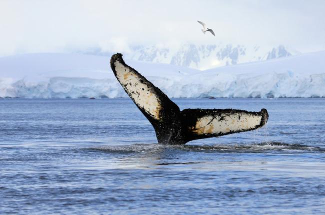 Bird flu could reach Antarctica, experts say